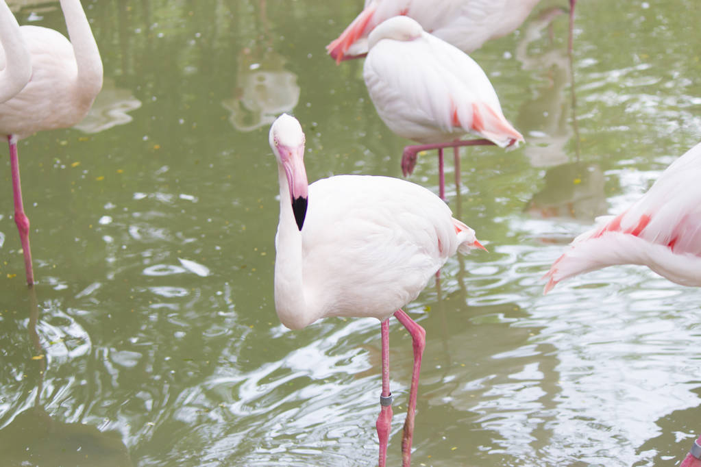 Flamingot seisovat hiljaa ja ovat vain hyvin kauniita
 - Valokuva, kuva