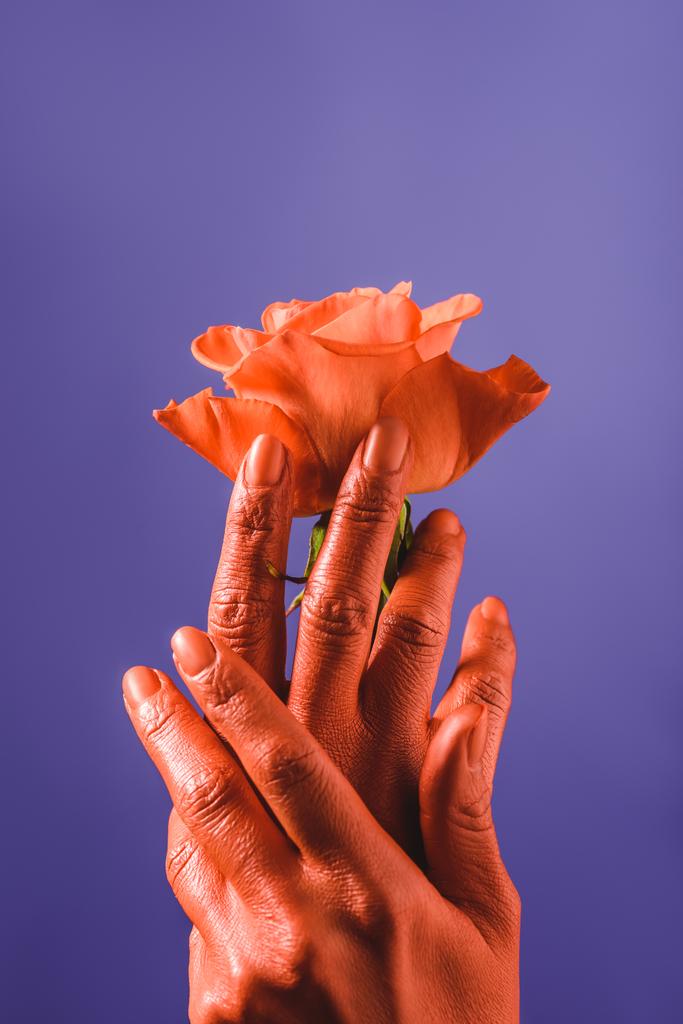 2019 コンセプトの色、紫色の背景に上昇したサンゴ色のコーラル両手で女性の部分的なビュー - 写真・画像