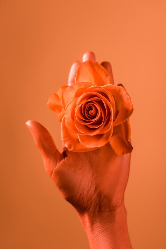 vista cortada da mão feminina com coral rosa flor no fundo de coral, cor do conceito 2019
 - Foto, Imagem