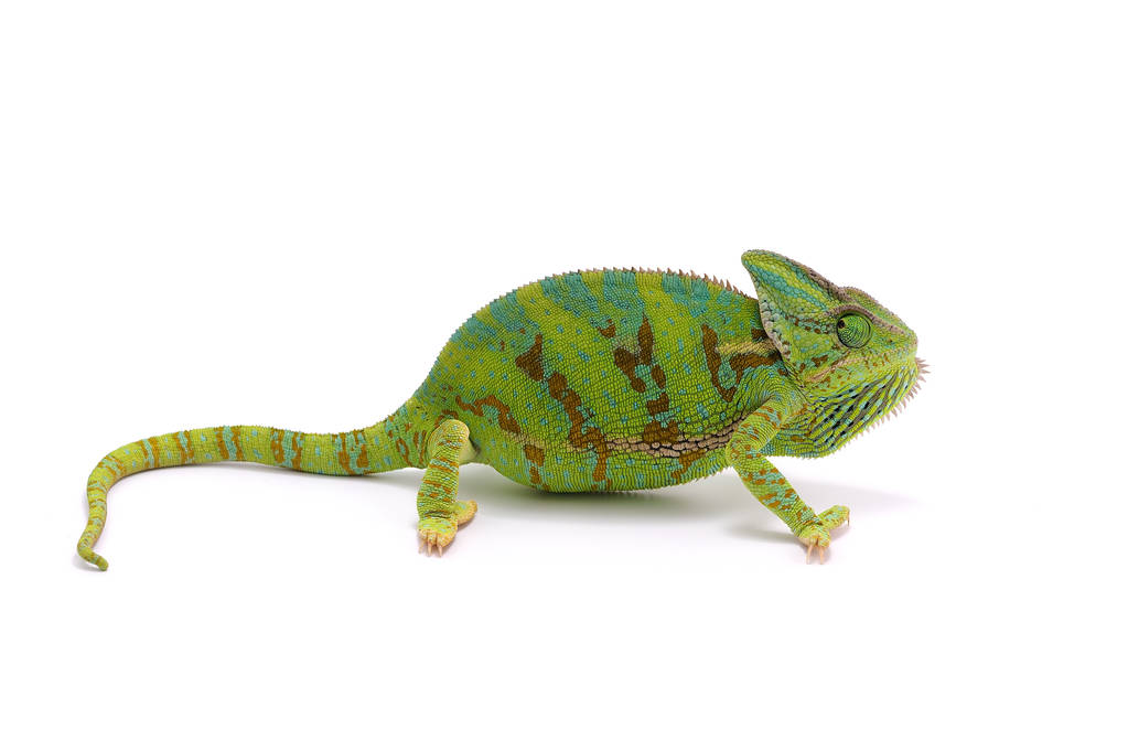 Veiled Chameleon isolated on white background - Photo, Image