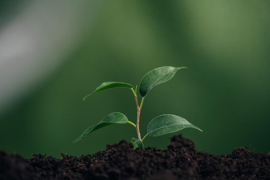 close up of young green plant in ground on blurred background, earth day concept - Photo, Image