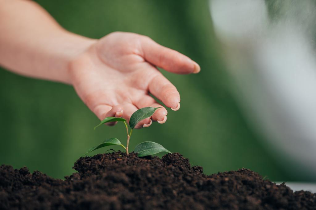 вибірковий фокус жінки торкається молодої рослини, що росте в землі на розмитому фоні, концепція Дня Землі
 - Фото, зображення