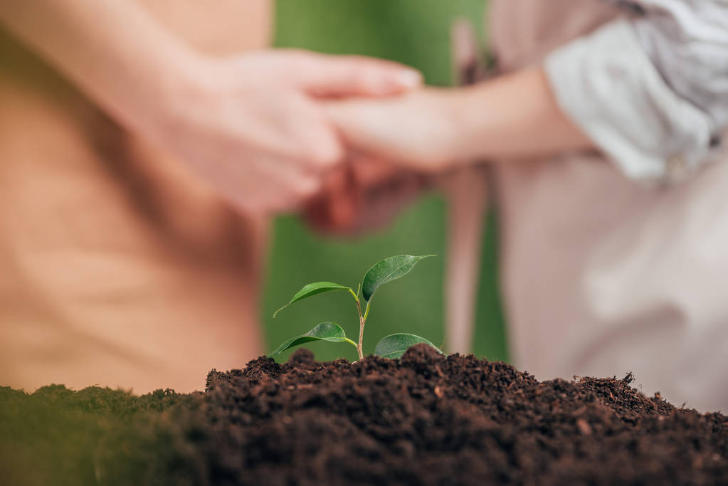 selective focus of young green plant, and man holding kid hands on blurred background, earth day concept - Photo, Image