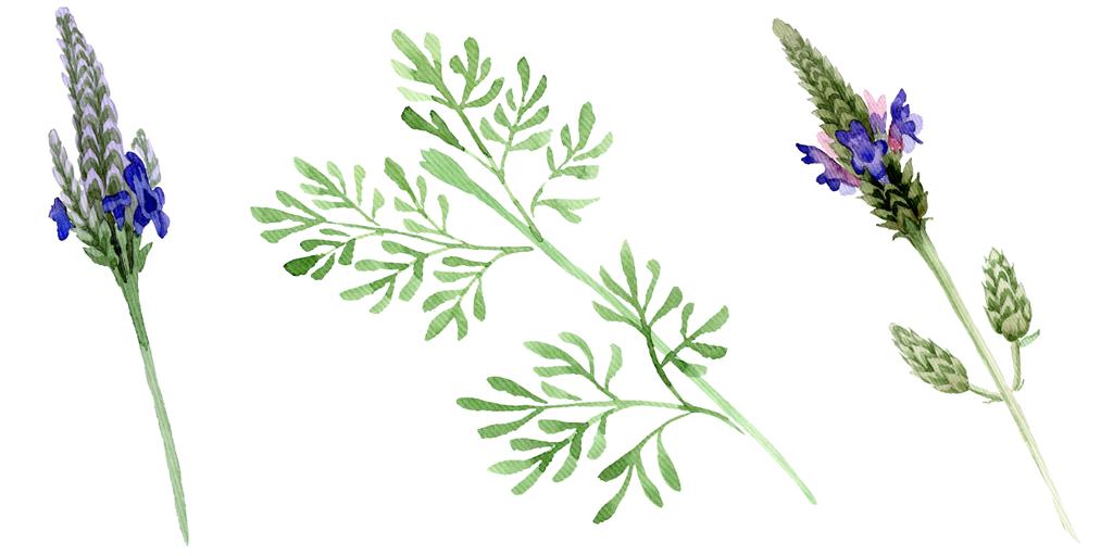 Blue violet lavender floral botanical flower. Wild spring leaf wildflower isolated. Watercolor background set. Watercolour drawing fashion aquarelle. Isolated lavandula illustration element. - Photo, Image