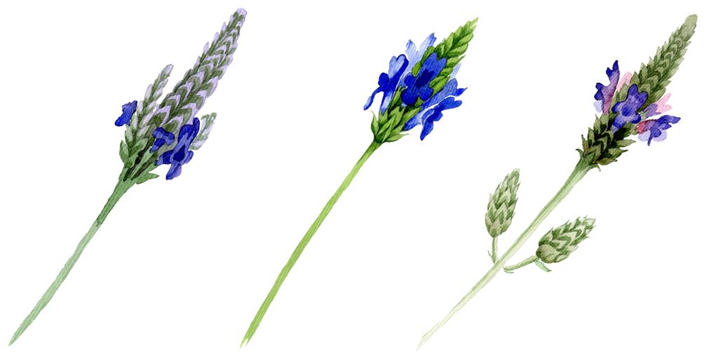 Μπλε βιολετί Λεβάντα floral βοτανικό λουλούδι. Άγρια άνοιξη φύλλων wildflower απομονωμένη. Σετ ακουαρέλας φόντο. Ακουαρέλα σχεδίασης μόδας ακουαρέλα. Απομονωμένη lavandula εικονογράφηση στοιχείο. - Φωτογραφία, εικόνα