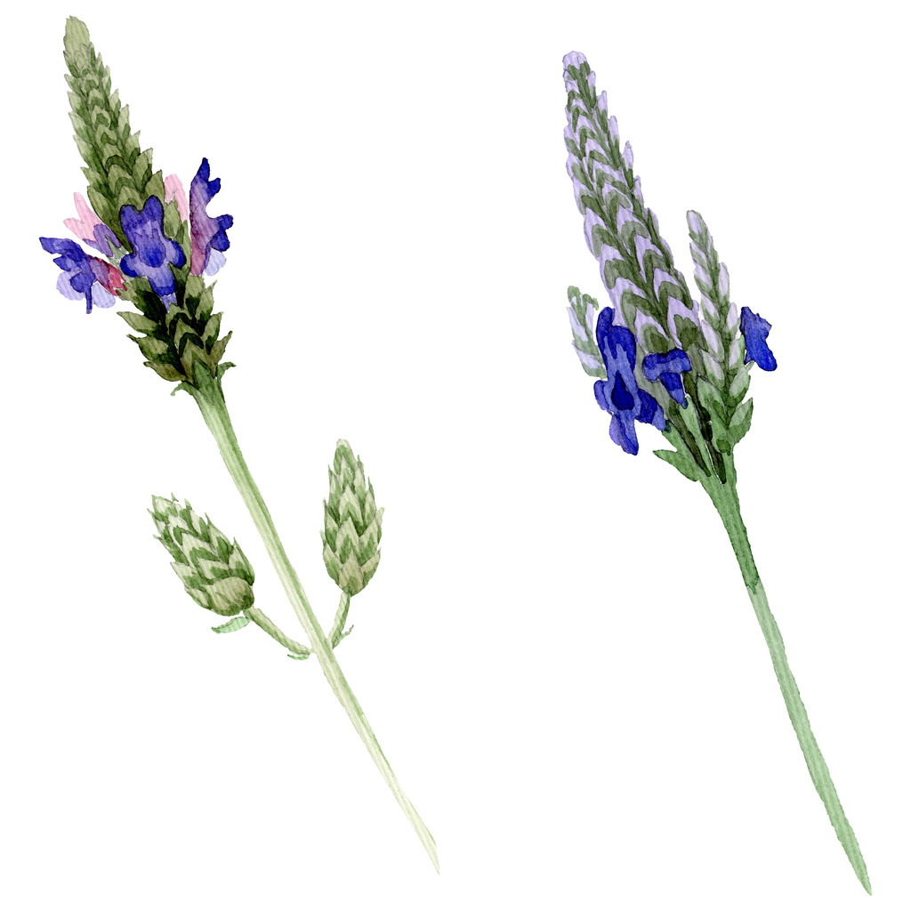 Foto e imagen de stock sin royalties de Flor Botánica Floral De Lavanda  Violeta Azul.