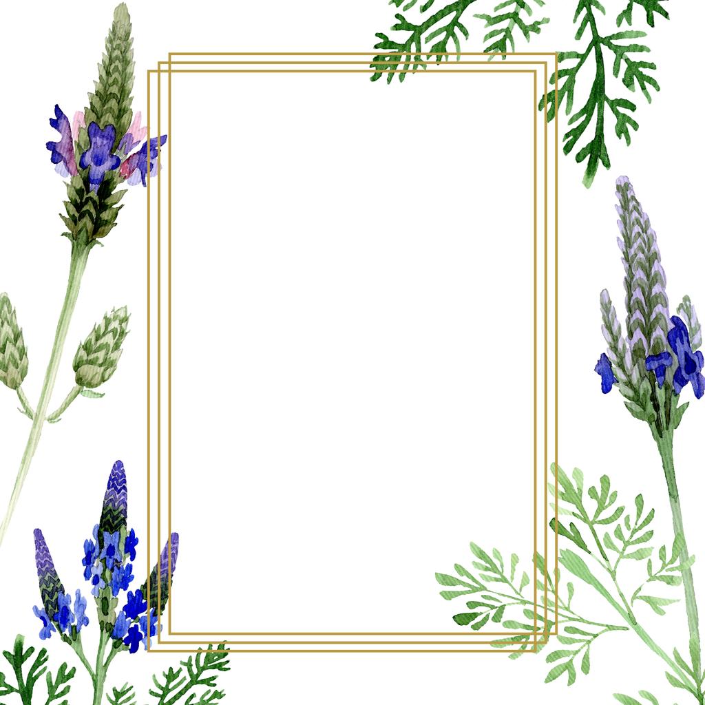 Foto e imagen de stock sin royalties de Flor Botánica Floral De Lavanda Violeta  Azul.
