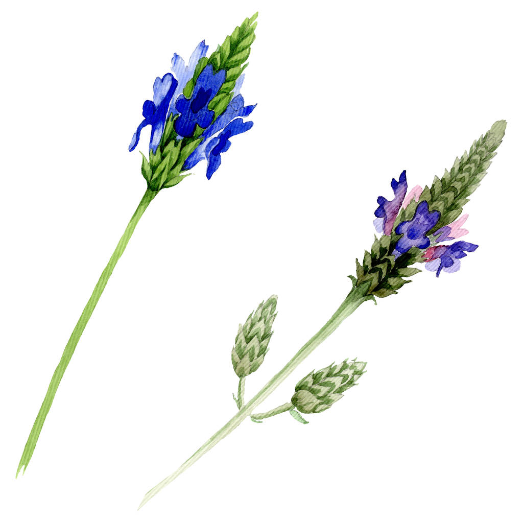 Kék ibolya levendula virág botanikai virág. Vad tavaszi levél vadvirág elszigetelt. Akvarell háttér beállítása. Akvarell rajz divat aquarelle. Elszigetelt lavandula ábra elem. - Fotó, kép