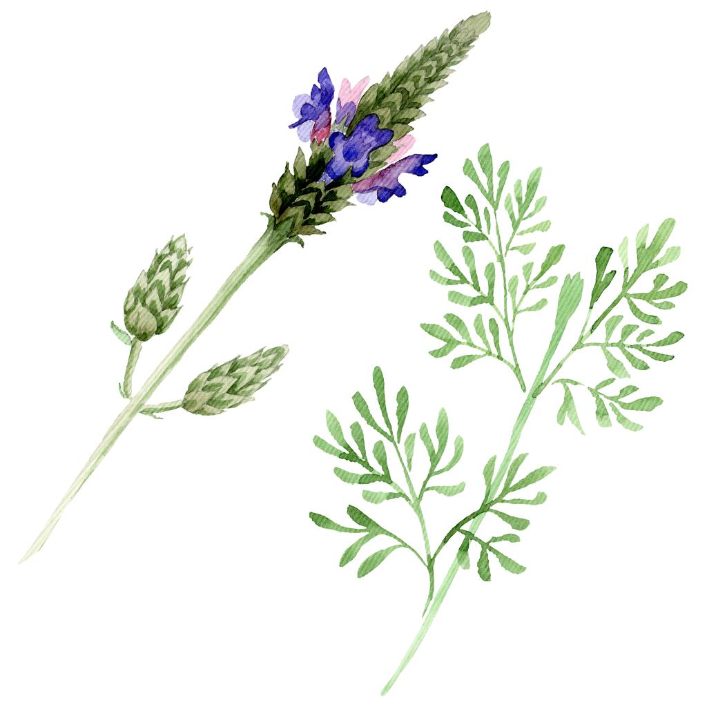 Sininen violetti laventeli kukka kasvitieteellinen kukka. Villi kevään lehti luonnonvarainen kukka eristetty. Vesiväri tausta asettaa. Vesiväri piirustus muoti akvarelli. Erillinen lavandula-kuvituselementti
. - Valokuva, kuva