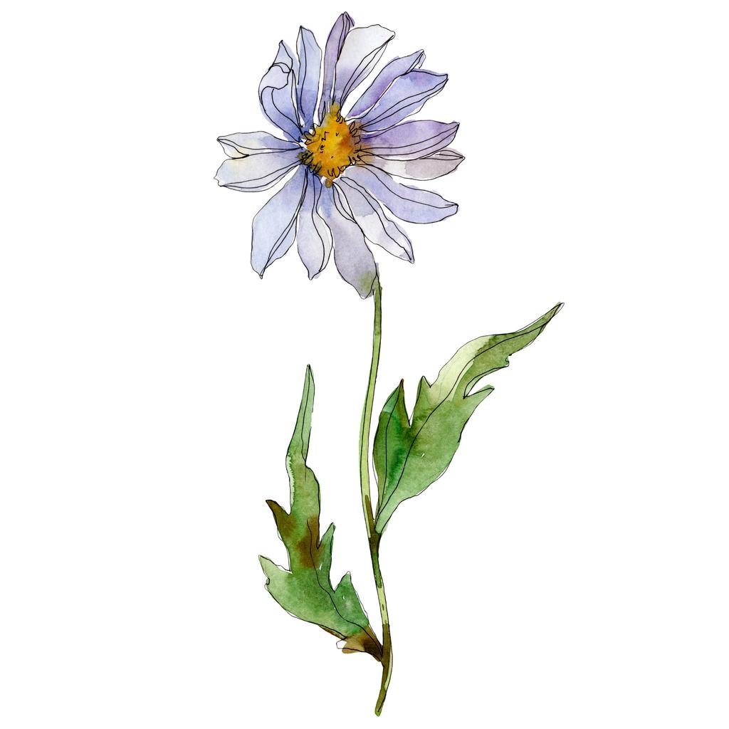 Daisy se zelenými listy akvarel ilustrace izolované na bílém - Fotografie, Obrázek