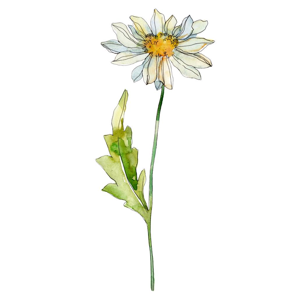 daisy with green leaves watercolor illustration isolated on white - Photo, Image