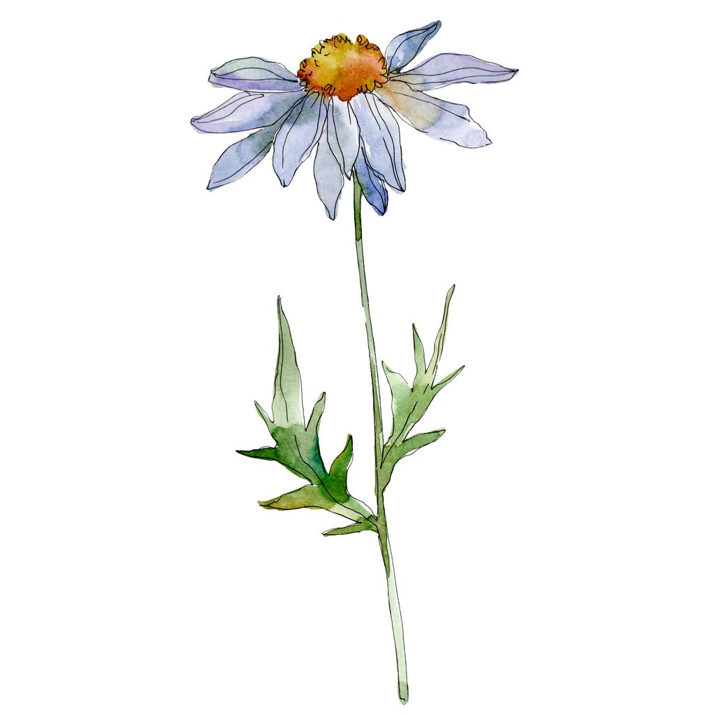 Daisy se zelenými listy akvarel ilustrace izolované na bílém - Fotografie, Obrázek
