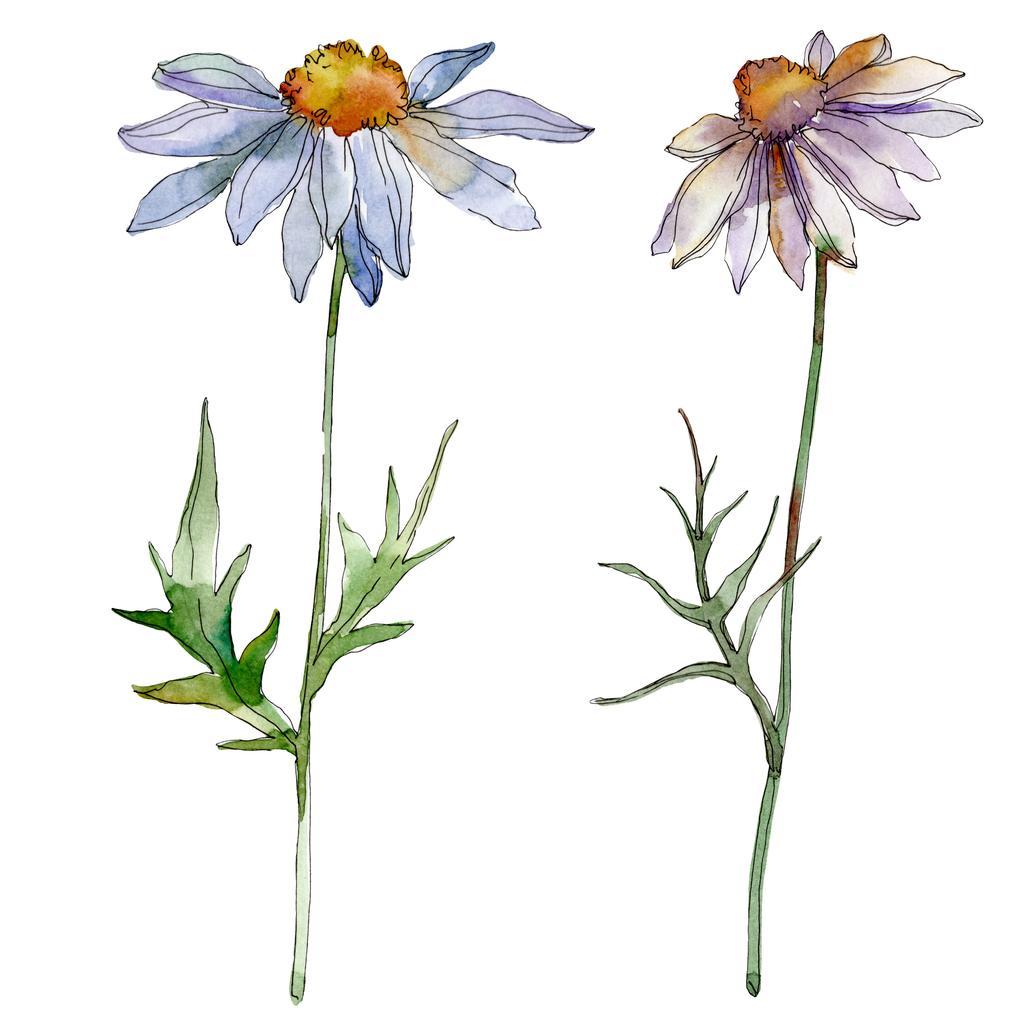 Kamille und Gänseblümchen mit grünen Blättern Aquarell Illustration isoliert auf weiß - Foto, Bild