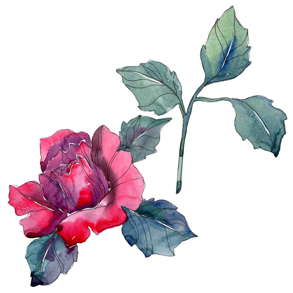 Piros rózsa botanikai virág virág. Vad tavaszi levél vadvirág elszigetelt. Akvarell háttér illusztráció készlet. Akvarell rajz divat aquarelle elszigetelt. - Fotó, kép