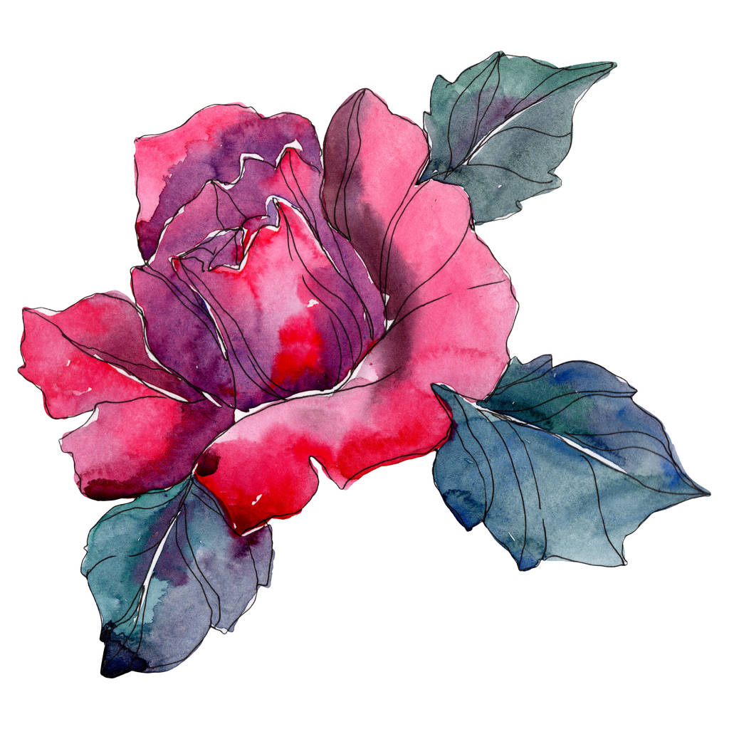 Κόκκινο τριαντάφυλλο λουλούδι floral βοτανική. Άγρια άνοιξη φύλλων wildflower απομονωμένη. Ακουαρέλα φόντο εικόνα σύνολο. Ακουαρέλα σχεδίασης μόδας aquarelle απομονωμένες. - Φωτογραφία, εικόνα