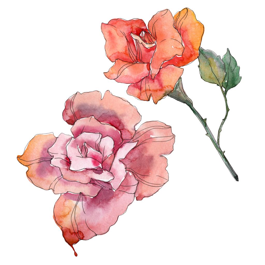 Κόκκινο πορτοκαλί και ροζ τριαντάφυλλο floral βοτανικό λουλούδια. Άγρια άνοιξη φύλλων wildflower απομονωμένη. Σετ ακουαρέλας φόντο. Ακουαρέλα σχεδίασης μόδας ακουαρέλα. Μεμονωμένες τριανταφυλλιές εικονογράφηση στοιχείο. - Φωτογραφία, εικόνα