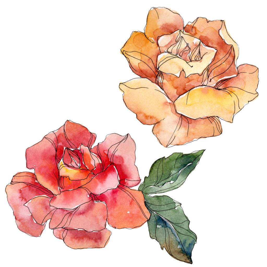 オレンジと赤バラ花植物の花 野生春葉のワイルドフラワーが分離されました 水彩画背景イラスト セット 水彩描画ファッション Aquarelle 分離のバラ図の要素 ロイヤリティフリー写真 画像素材