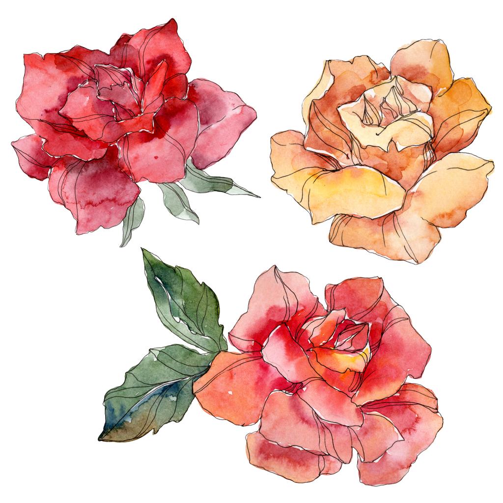 Πορτοκαλί και το κόκκινο floral βοτανικό λουλούδι τριαντάφυλλο. Άγρια άνοιξη φύλλων wildflower απομονωμένη. Ακουαρέλα φόντο εικόνα σύνολο. Ακουαρέλα σχεδίασης μόδας ακουαρέλα. Μεμονωμένες τριανταφυλλιές εικονογράφηση στοιχείο. - Φωτογραφία, εικόνα