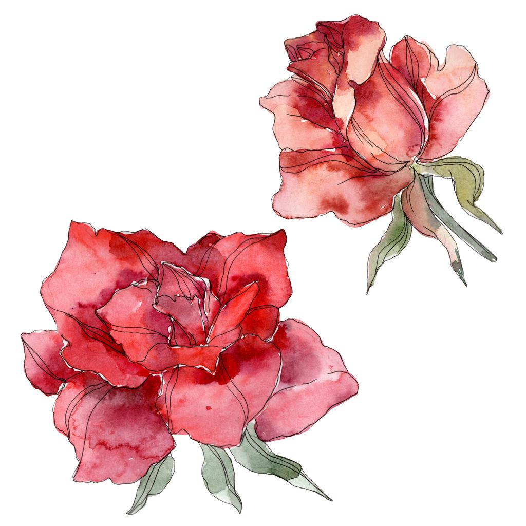 Floral βοτανικό λουλούδι κόκκινο τριαντάφυλλο. Άγρια άνοιξη φύλλων wildflower απομονωμένη. Ακουαρέλα φόντο εικόνα σύνολο. Ακουαρέλα σχεδίασης μόδας ακουαρέλα. Μεμονωμένες τριανταφυλλιές εικονογράφηση στοιχείο. - Φωτογραφία, εικόνα