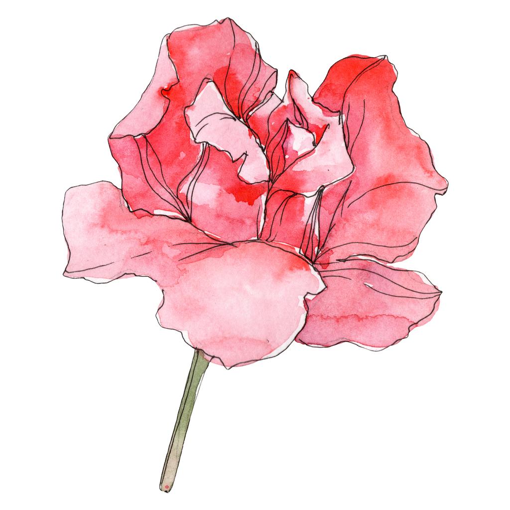 Rosa rosa fiore botanico floreale. Fiore selvatico primaverile isolato. Acquerello sfondo illustrazione set. Acquerello disegno moda acquerello isolato. Elemento di illustrazione rosa isolata
. - Foto, immagini