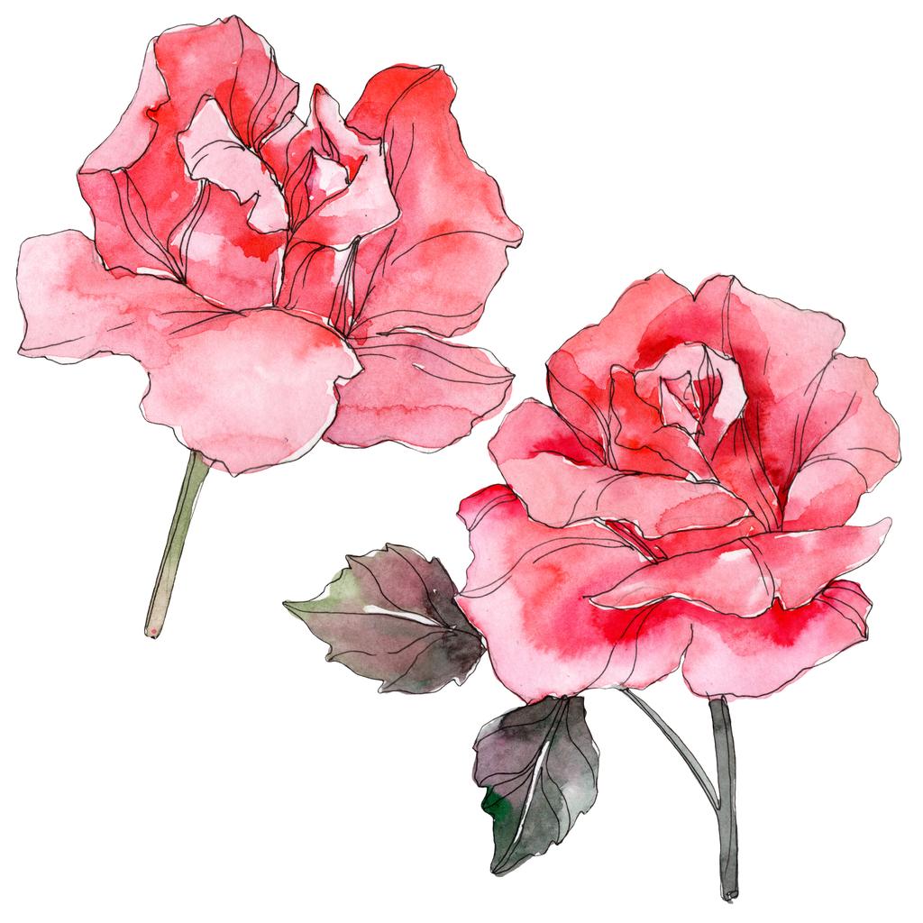 ピンクのバラ花植物花 野生春葉のワイルドフラワーが分離されました 水彩画背景イラスト セット 水彩描画のファッション Aquarelle 分離します 隔離されたローザ イラスト要素 ロイヤリティフリー写真 画像素材