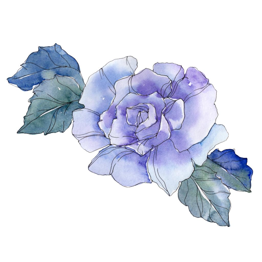 青いバラの花植物花 野生春葉のワイルドフラワーが分離されました 水彩画背景イラスト セット 水彩描画ファッション Aquarelle 分離のバラ図の要素 ロイヤリティフリー写真 画像素材