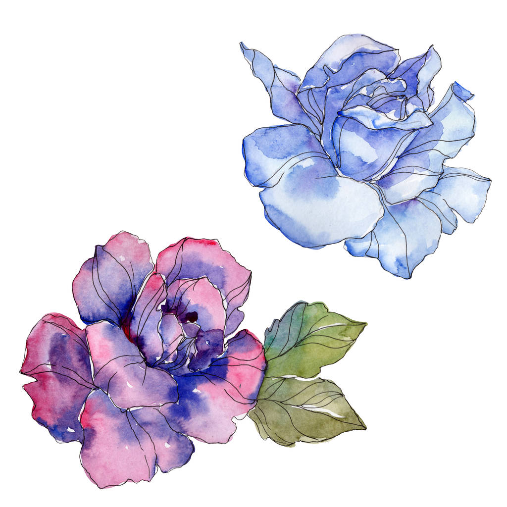 Sininen ja violetti ruusu kukka kasvitieteellinen kukka. Villi kevään lehti luonnonvarainen kukka eristetty. Vesiväri tausta kuvitussarja. Vesiväri piirustus muoti akvarelli. Erillinen ruusun kuvituselementti
. - Valokuva, kuva