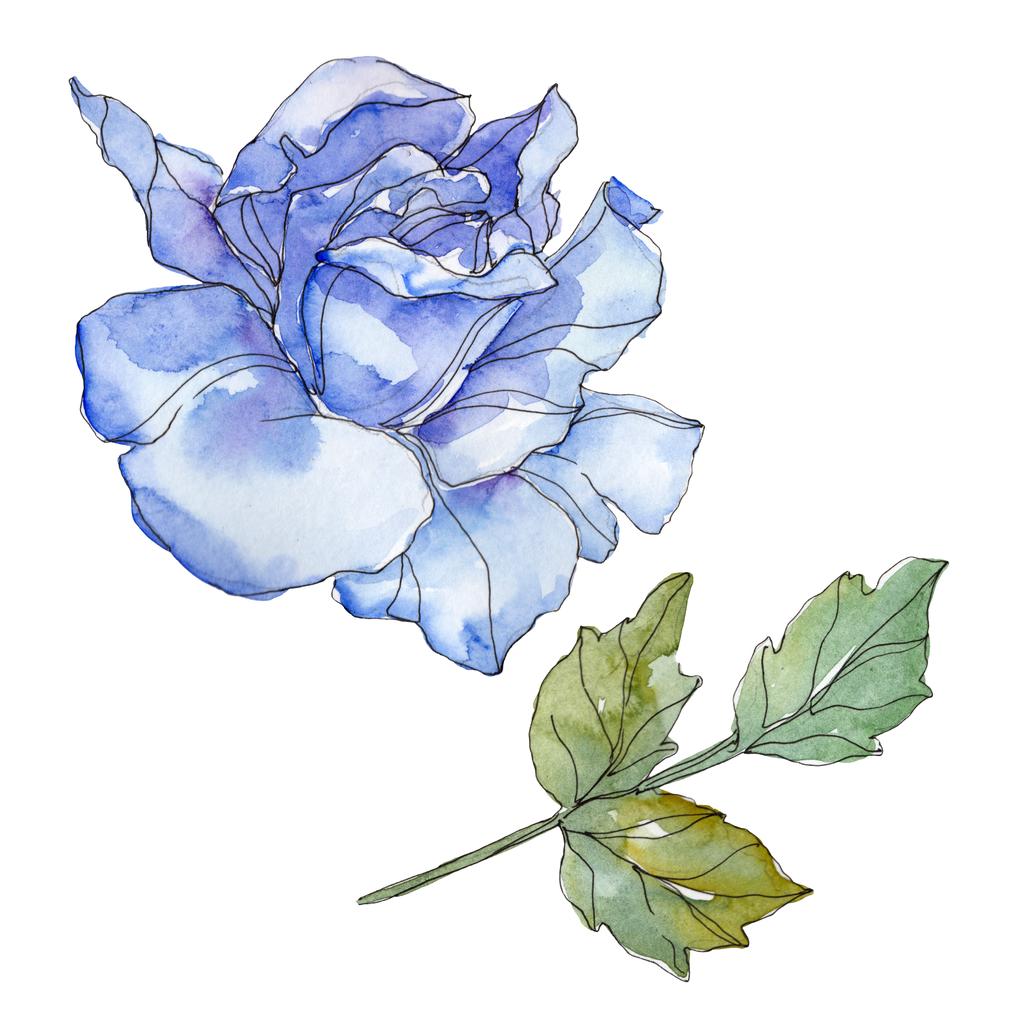 Μπλε φλοράλ βοτανικό τριαντάφυλλο. Άγρια άνοιξη φύλλων wildflower απομονωμένη. Ακουαρέλα φόντο εικόνα σύνολο. Ακουαρέλα σχεδίασης μόδας ακουαρέλα. Μεμονωμένες τριανταφυλλιές εικονογράφηση στοιχείο. - Φωτογραφία, εικόνα