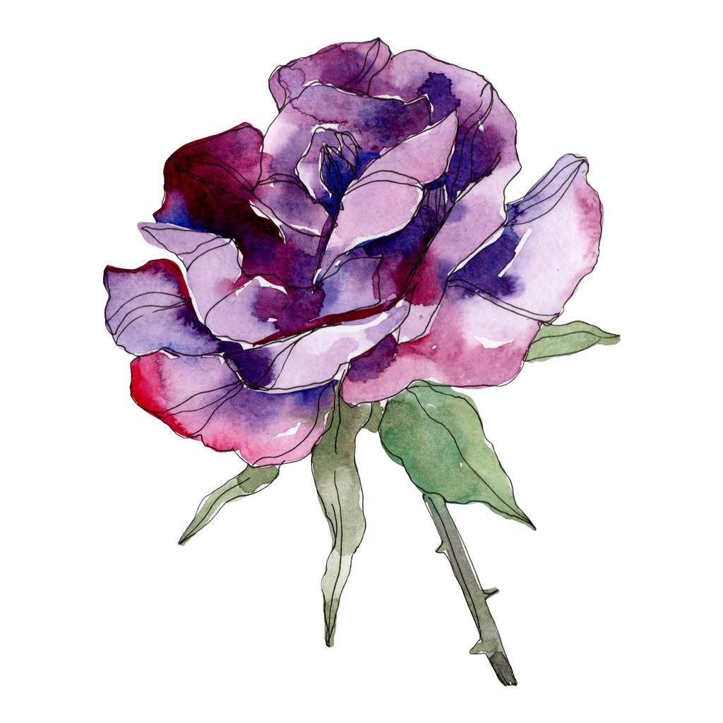 Photos et images de stock libres de droits de Fleur Botanique Florale Rose  Violette. Feuille Sauvage