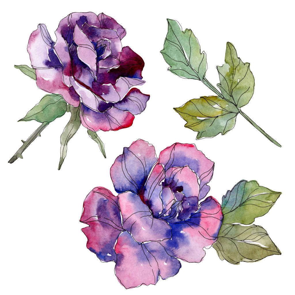 Purple rose floral botanical flower. Wild spring leaf wildflower isolated. Watercolor background illustration set. Watercolour drawing fashion aquarelle. Isolated rose illustration element. - Photo, Image