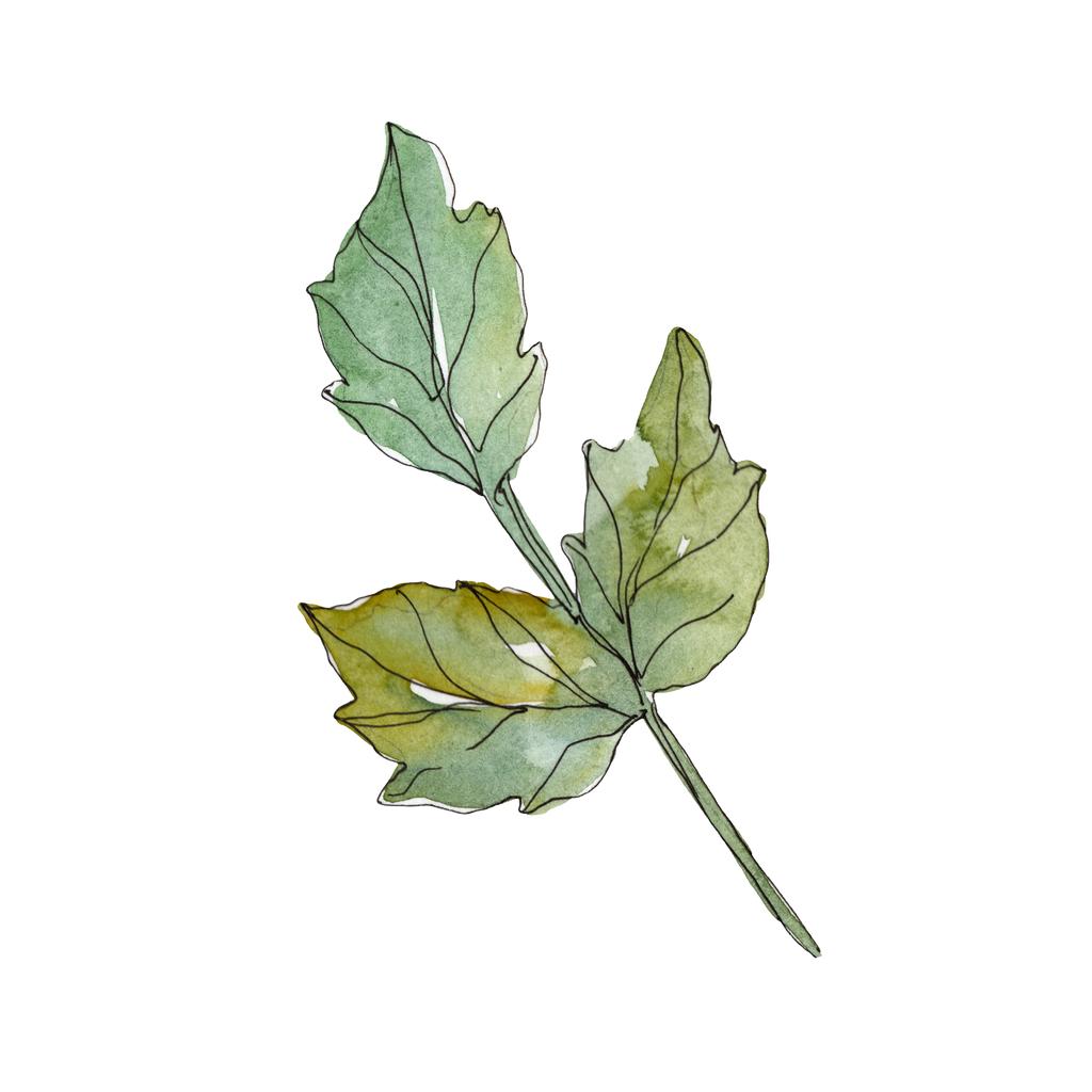Rose green leaves rose floral botanical flowers. Wild spring leaf wildflower isolated. Watercolor background set. Watercolour drawing fashion aquarelle. Isolated rose illustration element. - Photo, Image