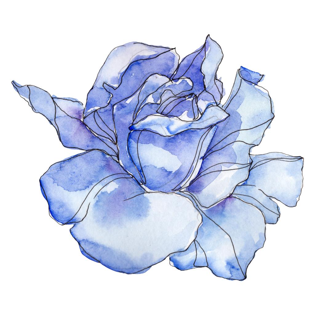 Ботанический цветок голубой розы. Дикий весенний цветок изолирован. Набор акварельных фонов. Акварель для рисования акварелью. Изолированный элемент розовой иллюстрации
. - Фото, изображение