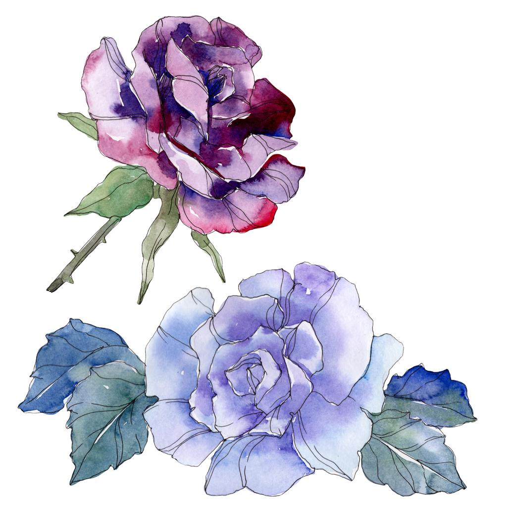 青と紫バラ花植物の花 野生春葉のワイルドフラワーが分離されました 水彩画背景イラスト セット 水彩描画ファッション Aquarelle 分離のバラ図の要素 ロイヤリティフリー写真 画像素材