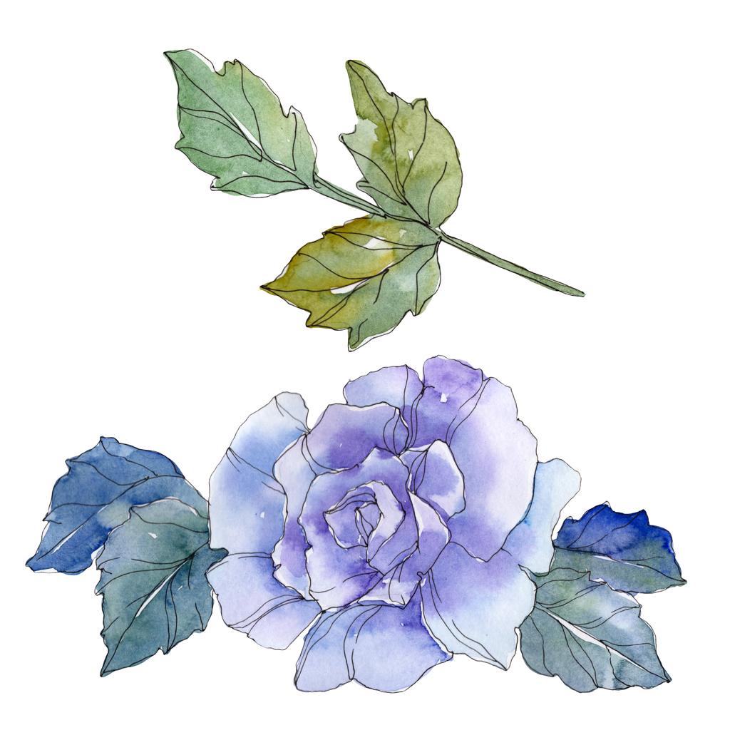 Μπλε φλοράλ βοτανικό τριαντάφυλλο. Άγρια άνοιξη φύλλων wildflower απομονωμένη. Ακουαρέλα φόντο εικόνα σύνολο. Ακουαρέλα σχεδίασης μόδας ακουαρέλα. Μεμονωμένες τριανταφυλλιές εικονογράφηση στοιχείο. - Φωτογραφία, εικόνα