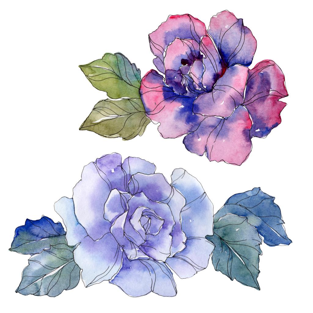 Блакитна і фіолетова троянда квіткова ботанічна квітка. Дикий весняний лист ізольований. Набір ілюстрацій для акварельного фону. Акварель для акварелі. Ізольований елемент ілюстрації троянди
. - Фото, зображення