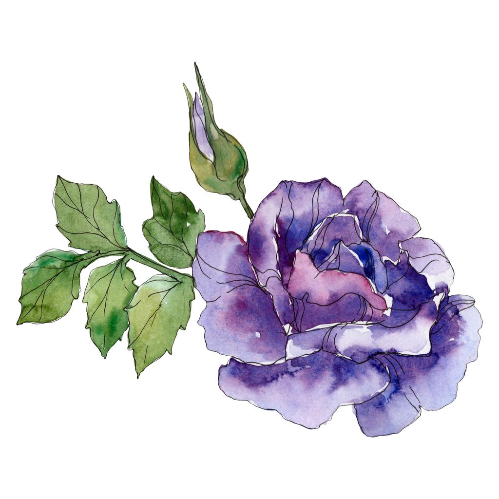 Violet rose floral botanical flower. Wild spring leaf wildflower isolated. Watercolor background illustration set. Watercolour drawing fashion aquarelle. Isolated rose illustration element. - Photo, Image