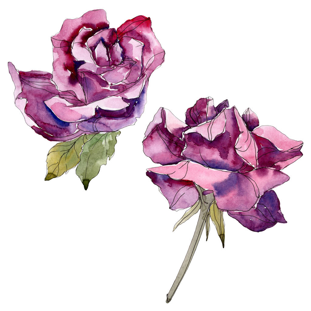 Paars roze bloemen botanische bloemen. Wild voorjaar blad wildflower geïsoleerd. Aquarel achtergrond afbeelding instellen. Aquarel tekenen mode aquarelle. Geïsoleerde roos afbeelding element. - Foto, afbeelding