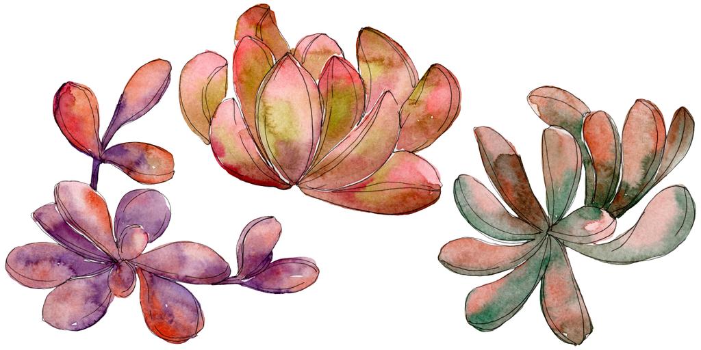 Jungle succulent floral botanical flower. Wild spring leaf wildflower isolated. Watercolor background set. Watercolour drawing fashion aquarelle. Isolated succulent illustration element. - Photo, Image