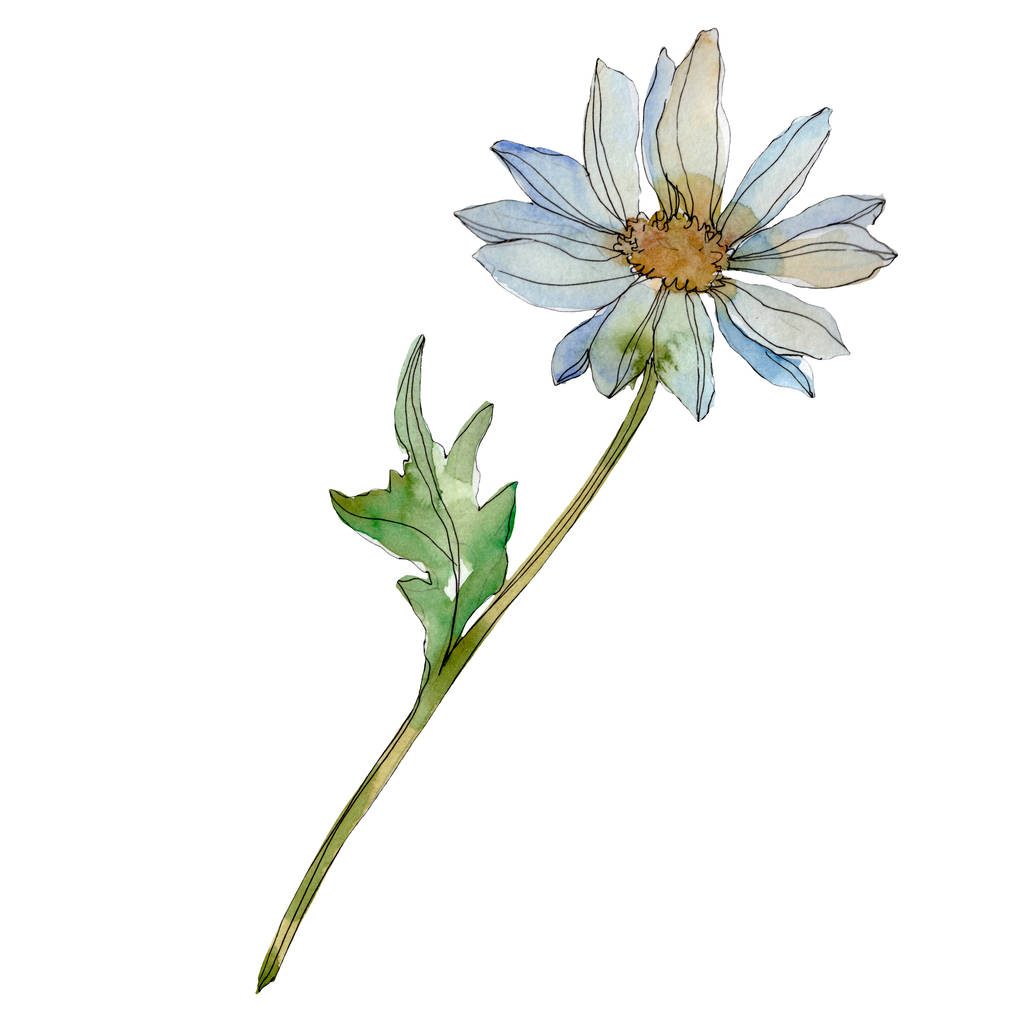 λουλούδι χαμομήλι με πράσινα φύλλα απομονωθεί σε λευκό, ακουαρέλα εικονογράφηση  - Φωτογραφία, εικόνα