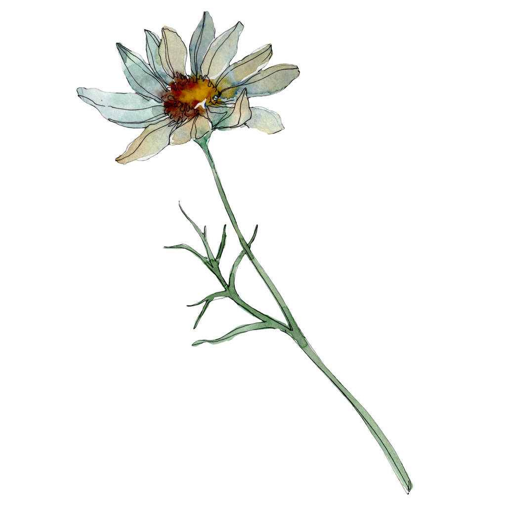 heřmánkový květ se zelenými listy izolované na bílém, akvarel ilustrace  - Fotografie, Obrázek
