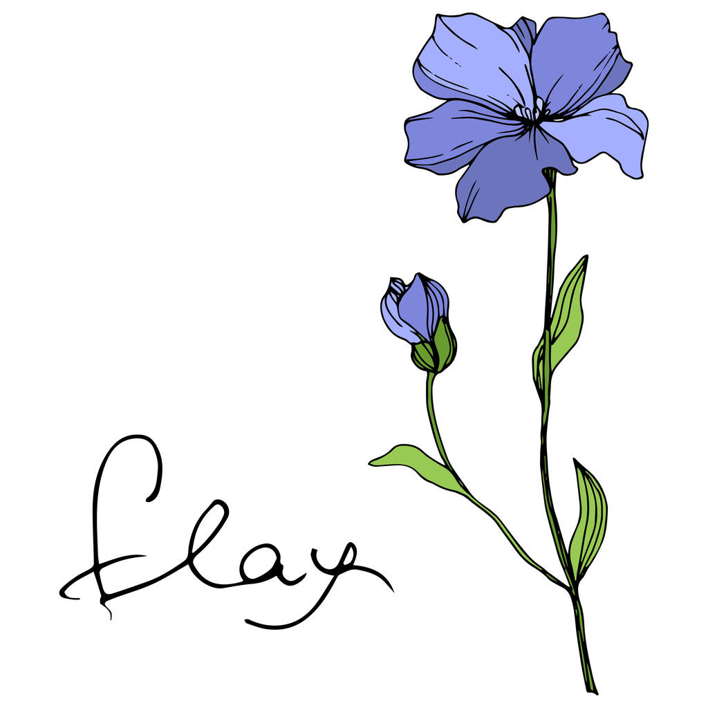 Vektori Blue Flax kukka kasvitieteellinen kukka. Villi kevään lehti luonnonvarainen kukka eristetty. Kaiverrettua mustetaidetta. Erillinen pellavan kuvituselementti valkoisella pohjalla
. - Vektori, kuva
