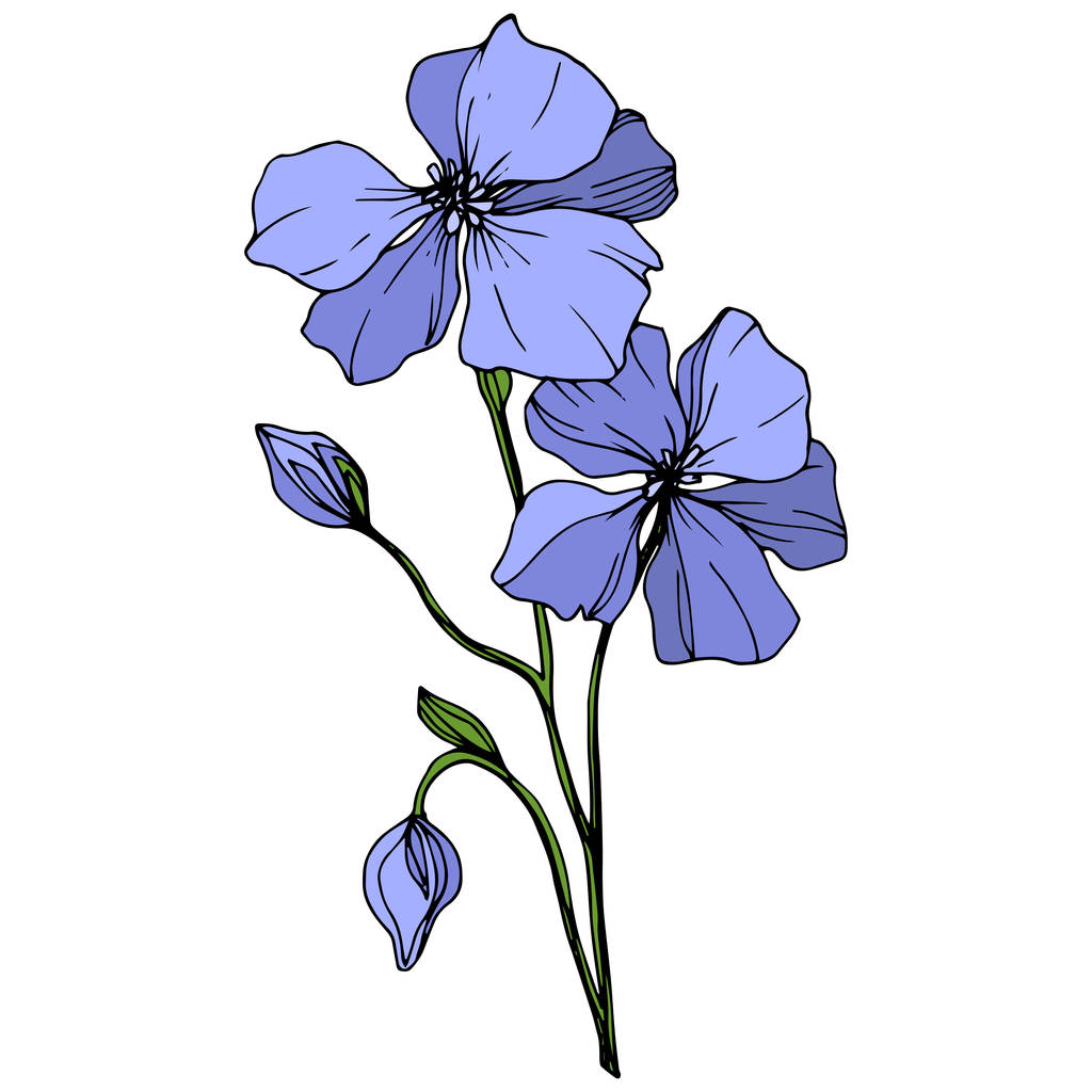 Vektor kék len botanikai virág virág. Vad tavaszi levél vadvirág elszigetelt. Vésett tinta art. Elszigetelt len ábra elem fehér háttér. - Vektor, kép