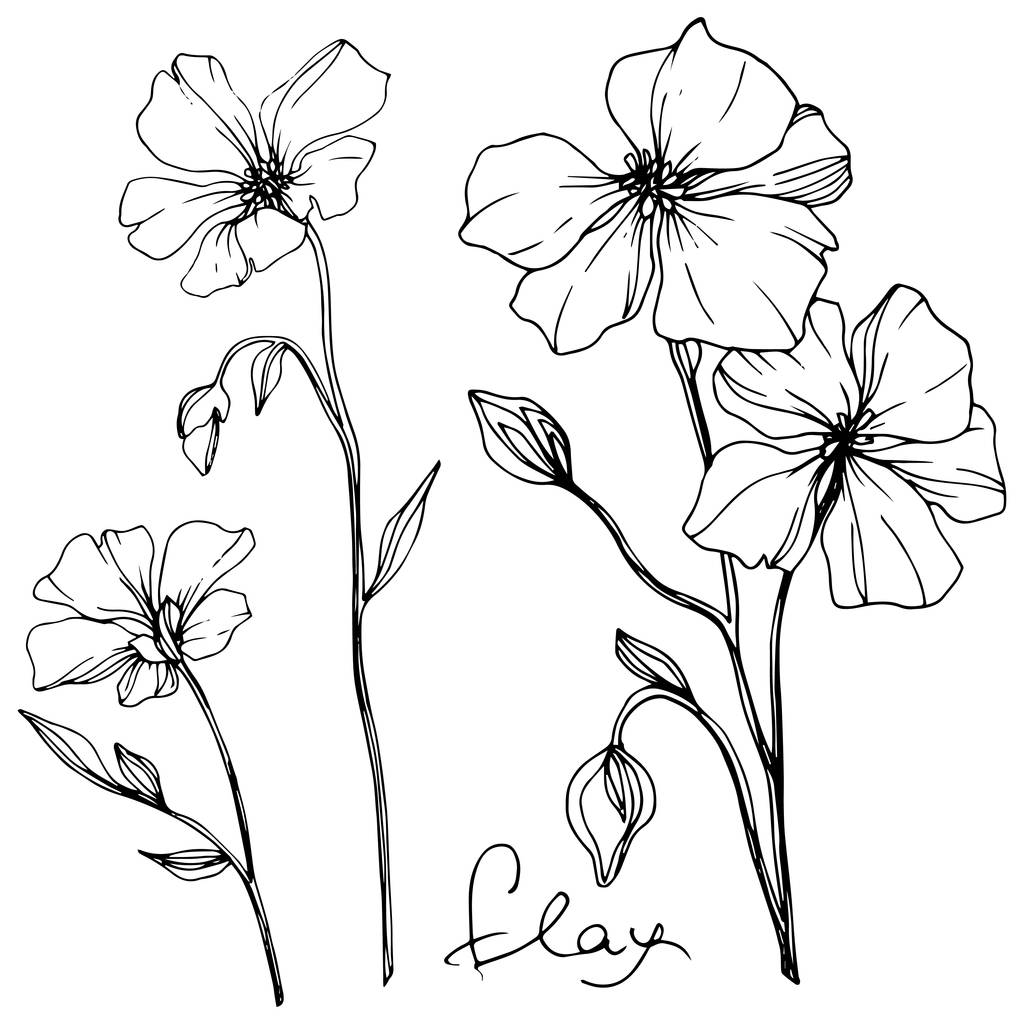 Vector Flax цветочный ботанический цветок. Дикий весенний цветок изолирован. Черно-белый рисунок чернил. Изолированный элемент льна на белом фоне
. - Вектор,изображение