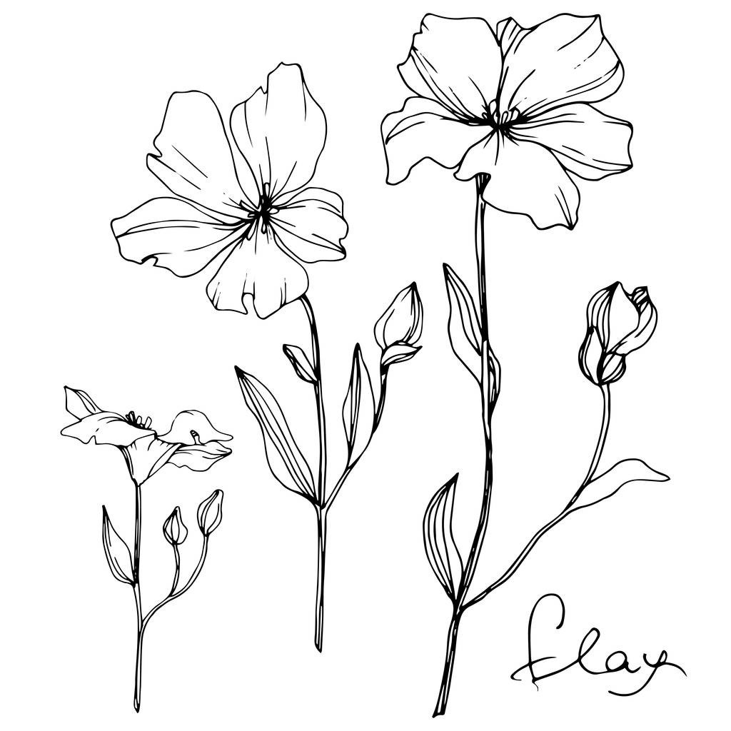 亜麻の花植物花をベクトルします。野生春葉のワイルドフラワーが分離されました。黒と白には、アートが刻まれています。白い背景の上の隔離された亜麻図要素. - ベクター画像