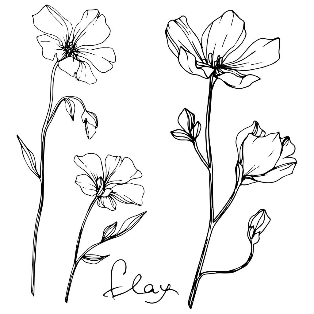 Vektori Flax kukka kasvitieteellinen kukka. Villi kevään lehti luonnonvarainen kukka eristetty. Musta ja valkoinen kaiverrettu muste taidetta. Erillinen pellavan kuvituselementti valkoisella pohjalla
. - Vektori, kuva