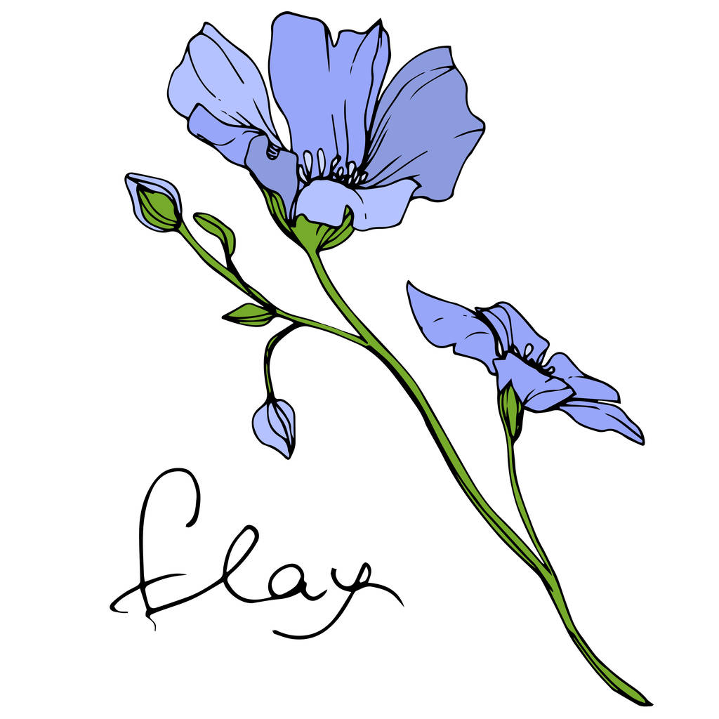 Flor botánica floral Vector Blue Flax. Flor silvestre de hoja de primavera aislada. Arte de tinta grabada. Elemento de ilustración de lino aislado sobre fondo blanco
. - Vector, imagen