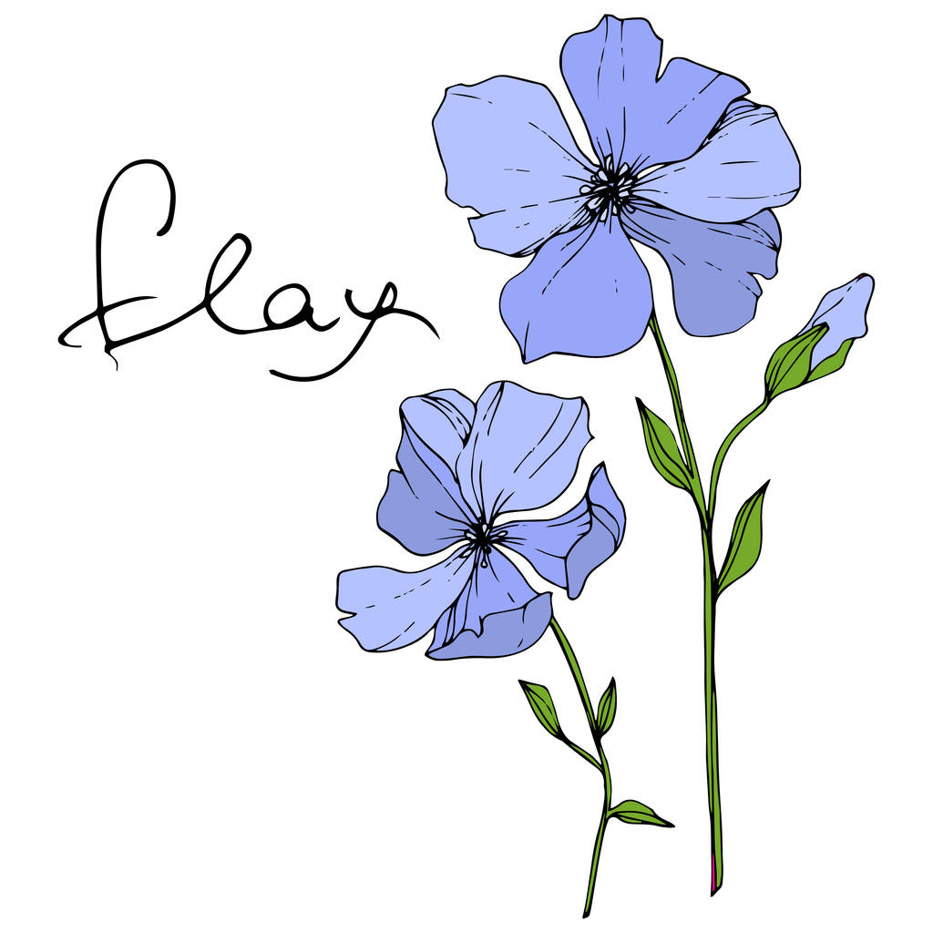 Flor botânica floral Vector Blue Flax. Folha selvagem primavera wildflower isolado. Arte de tinta gravada. Isolado elemento de ilustração de linho sobre fundo branco
. - Vetor, Imagem