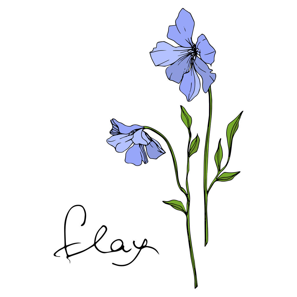 Flor botánica floral Vector Blue Flax. Flor silvestre de hoja de primavera aislada. Arte de tinta grabada. Elemento de ilustración de lino aislado sobre fondo blanco
. - Vector, imagen