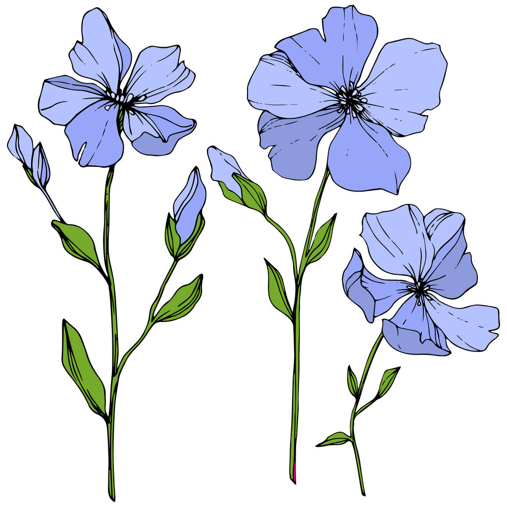 Διάνυσμα floral βοτανικό λουλούδι μπλε λινάρι. Άγρια άνοιξη φύλλων wildflower απομονωμένη. Χαραγμένο μελάνι τέχνης. Απομονωμένη λίνου εικονογράφηση στοιχείο σε λευκό φόντο. - Διάνυσμα, εικόνα