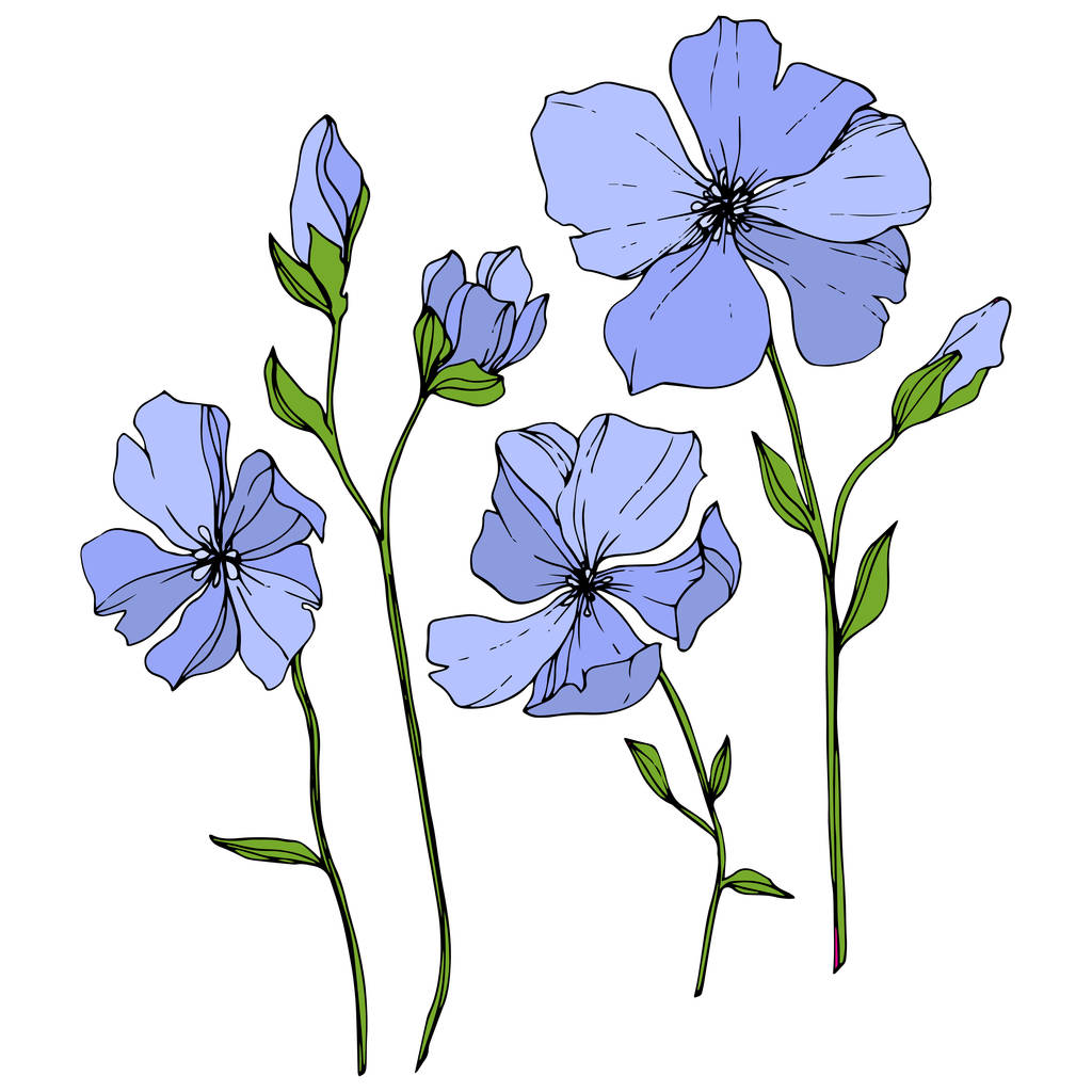 Vektor modré len květinové botanické květina. Divoký jarní listové wildflower izolován. Ryté inkoust umění. Izolované lnu ilustrace prvek na bílém pozadí. - Vektor, obrázek